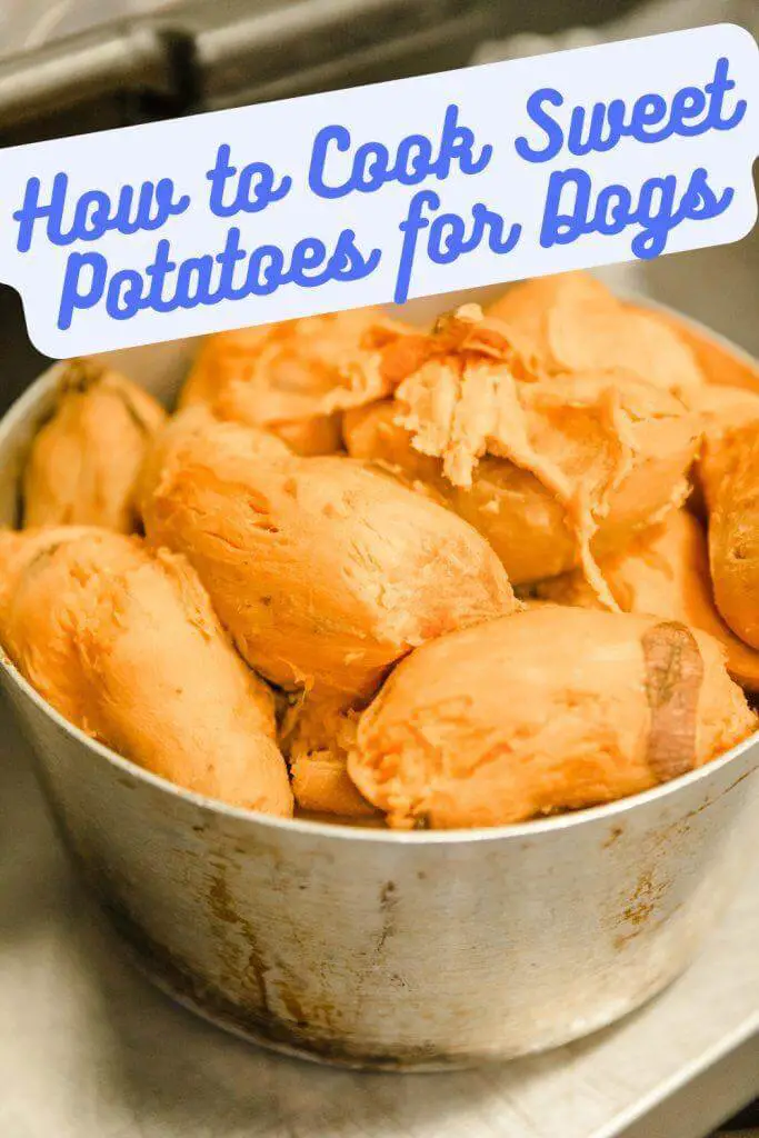 How To Cook Sweet Potatoes For Dogs Pins