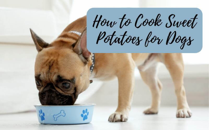 How To Cook Sweet Potatoes For Dogs