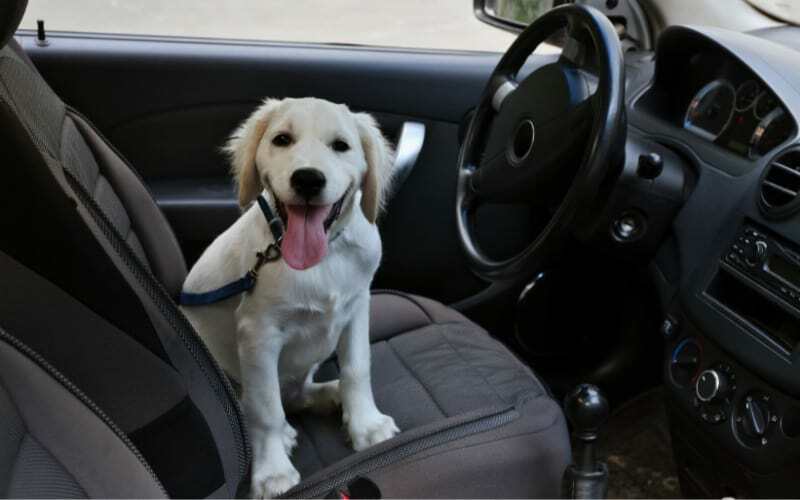 How To Get Dog Hair Out of Car Carpet