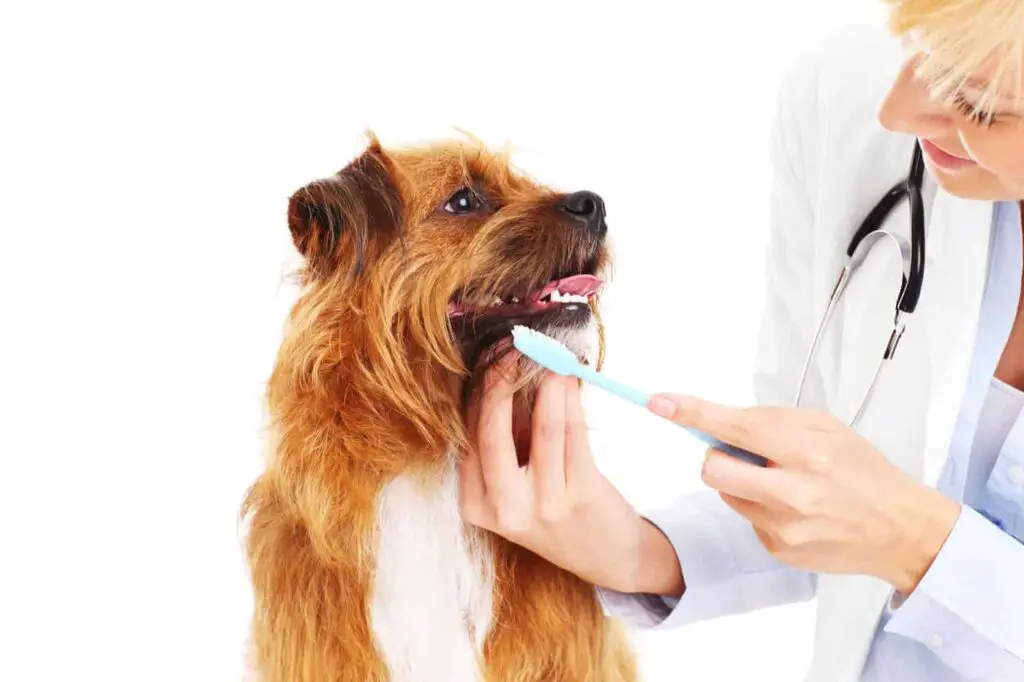 How to Get Rid of Bad Breath in Dogs