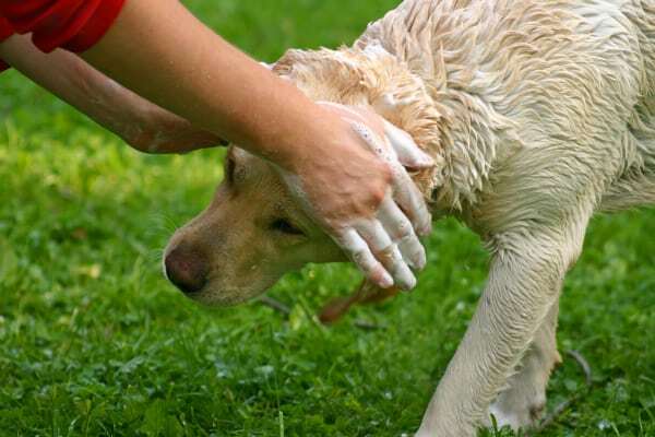 How to Use Dog Conditioner