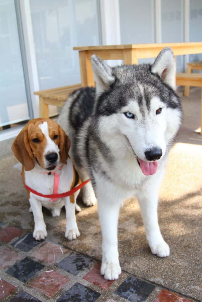 Husky And A Beagle
