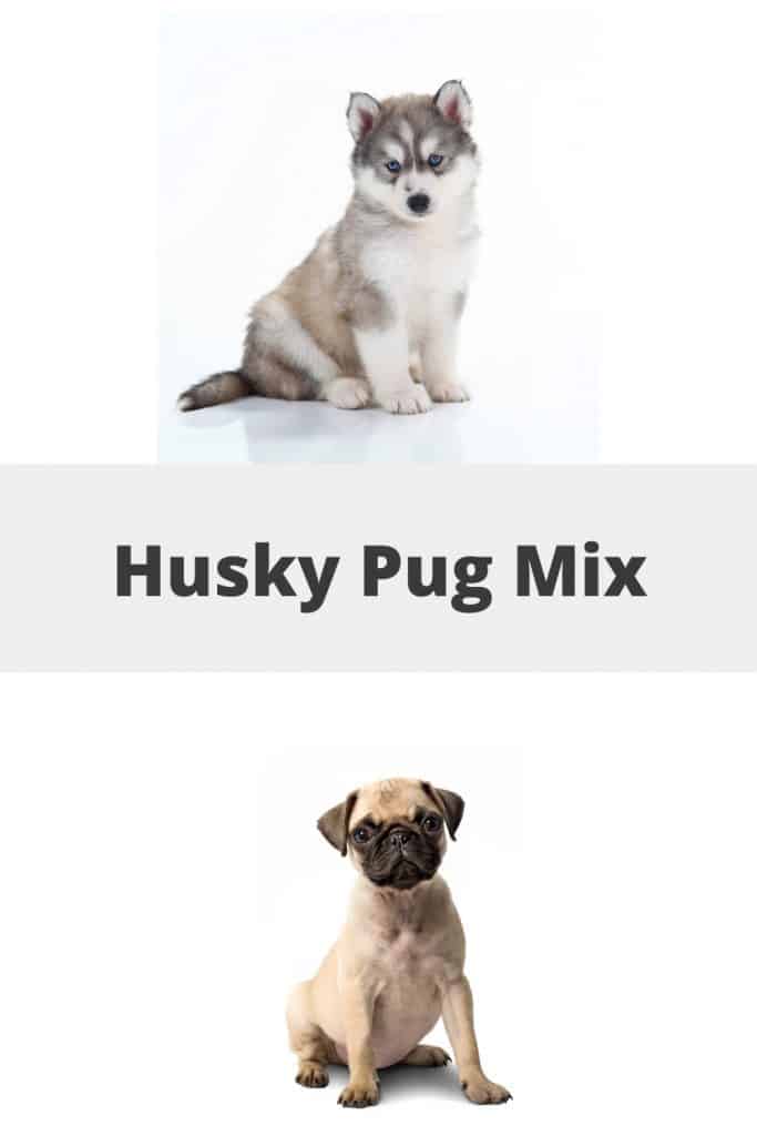 Husky Pug Mix Pin