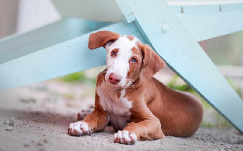 Ibizan Hound Puppies For Sale