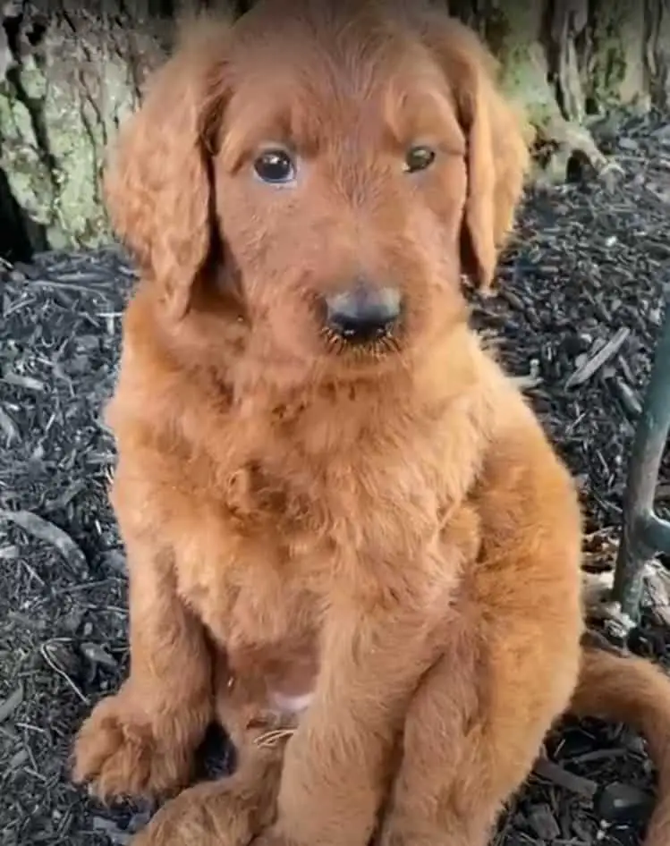 Irish Doodle Puppy For Sale
