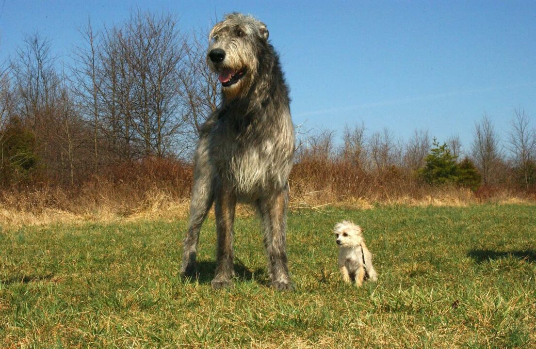 Where to Find Irish Wolfhound Puppies for Sale - Dogable