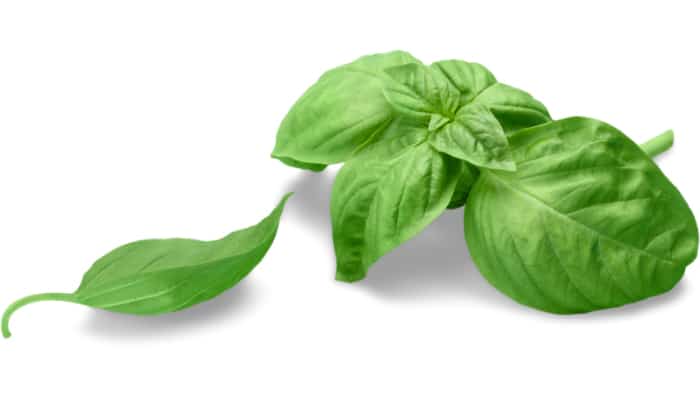 Is Basil Good For Dogs
