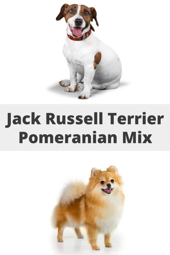 Jack Russell Terrier Pomeranian Mix