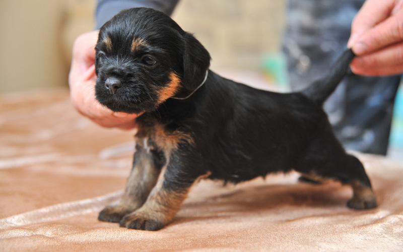 Jagdterrier Puppies For Sale