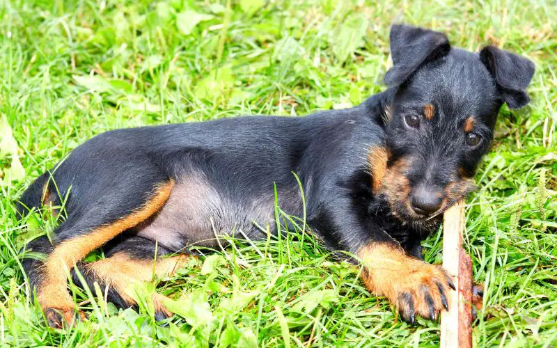 Jagdterrier Puppy For Sale