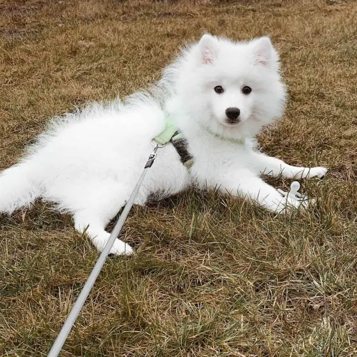 Learn More About The Japanese Spitz Its Puppies And More