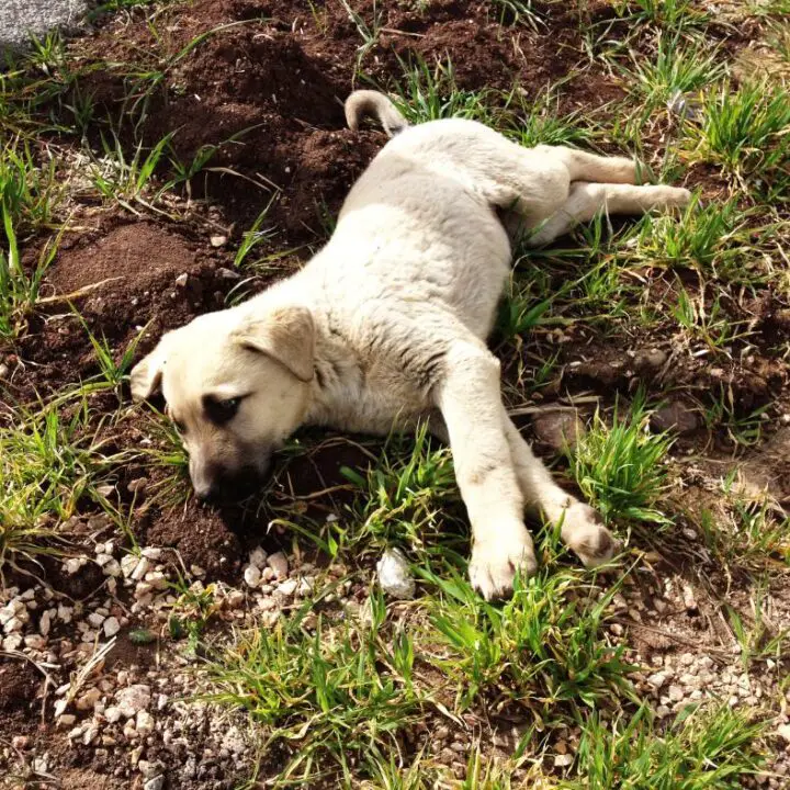 Kangal Puppy For Sale
