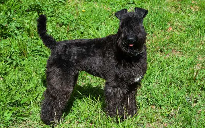 Kerry Blue Terrier Puppies For Sale