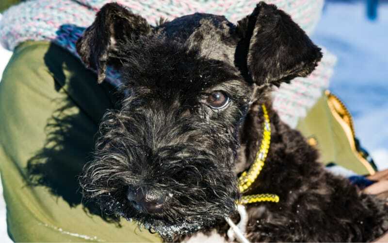 Kerry Blue Terrier Rescue