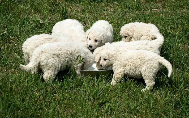 Kuvasz Puppies For Sale