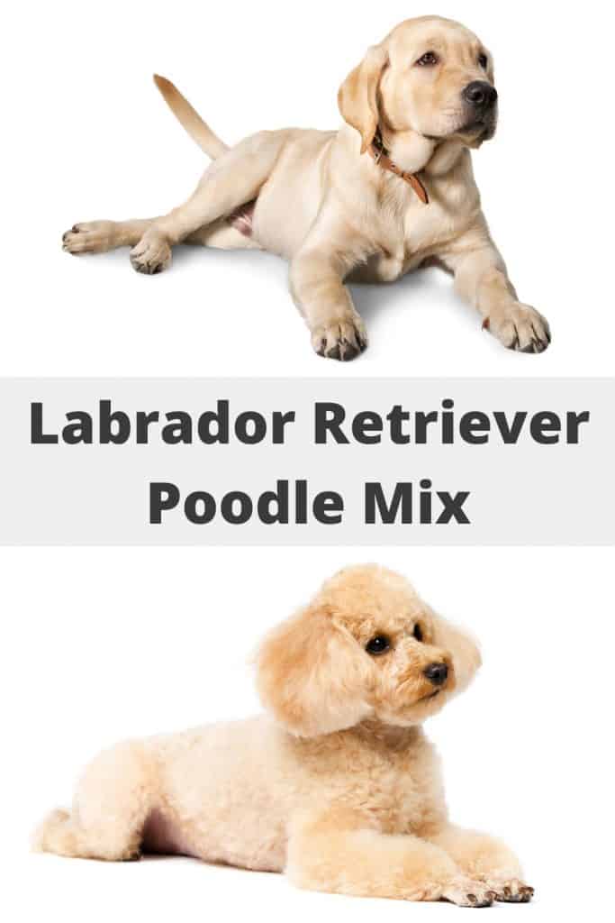 Labrador Retriever Poodle Mix
