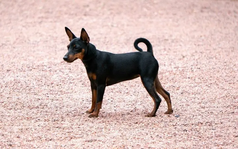 Manchester Terrier Puppy For Sale