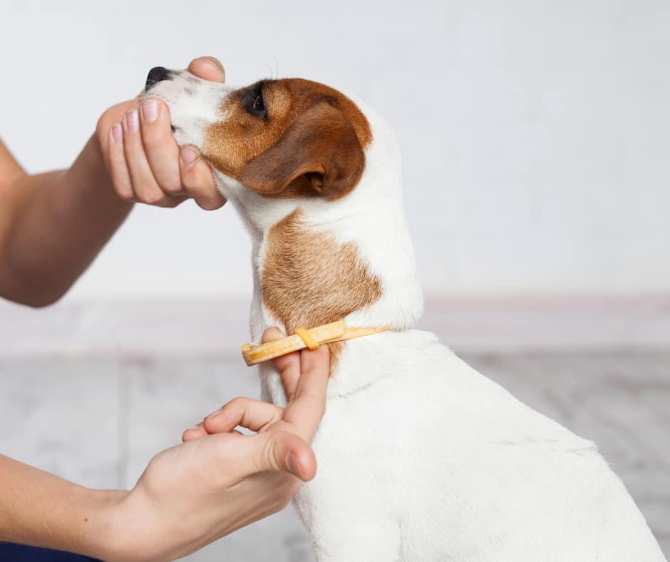 Measuring Dogs Neck