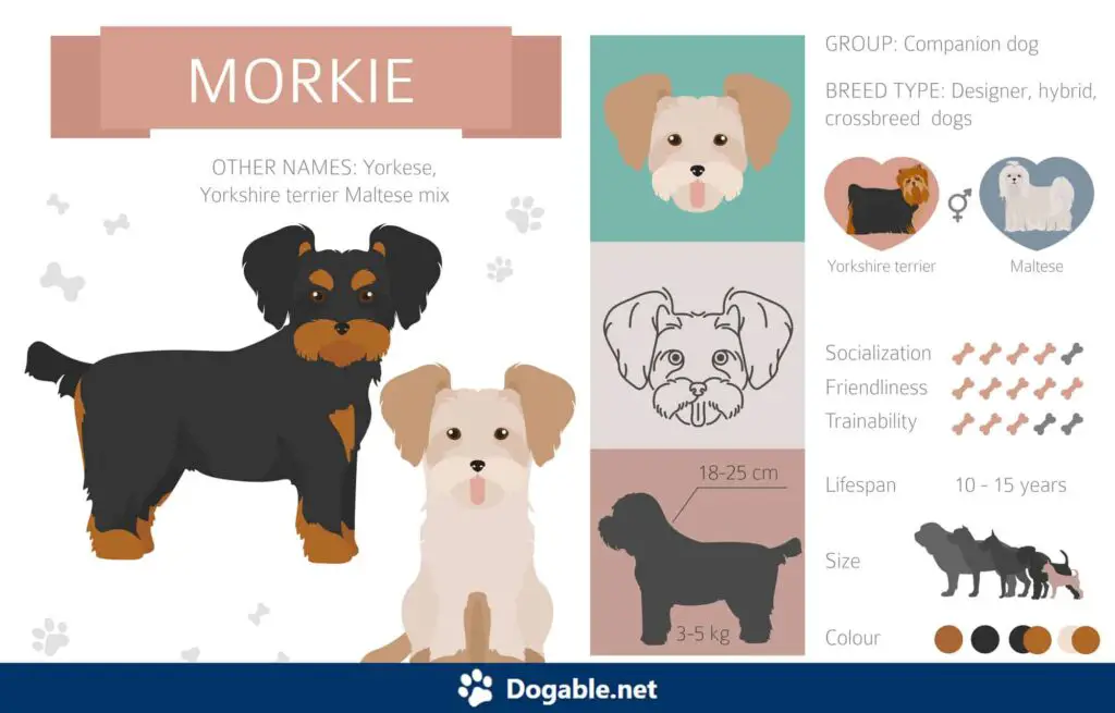 Morkie Infographic