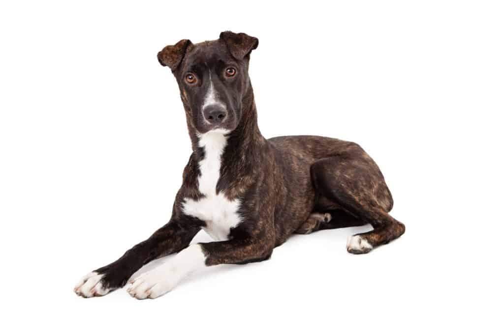 Mountain Cur Dog Breed