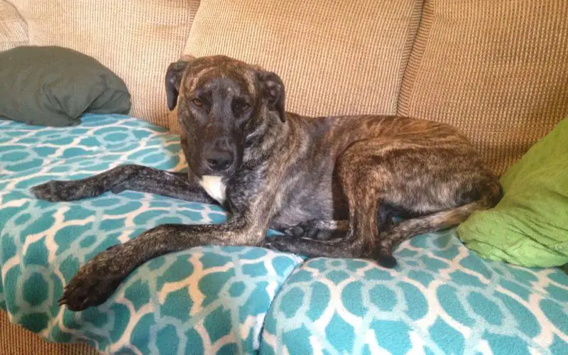 Mountain Cur Laying Down