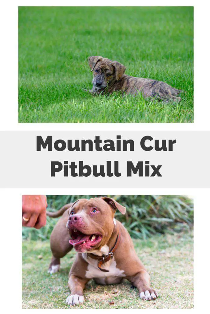 Mountain Cur Pitbull Mix Pin