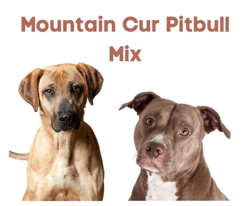 are mountain cur aggressive