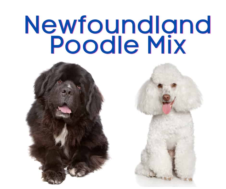 Newfoundland Poodle Mix Pic