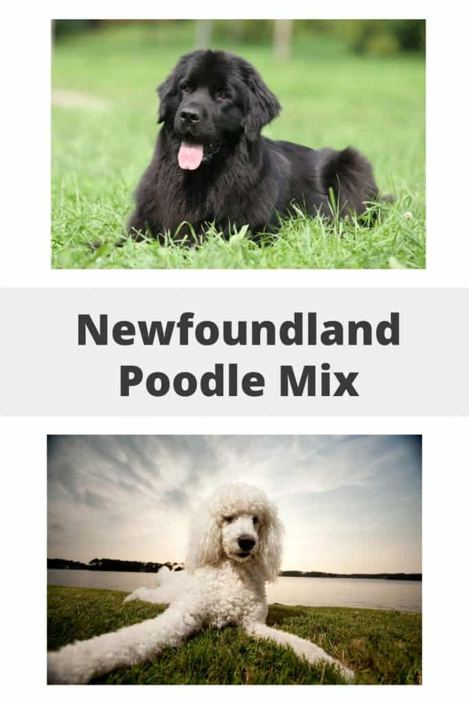 Newfoundland Poodle Mix Pin