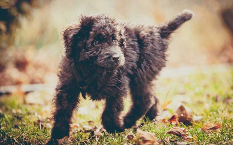 Newfoundland Poodle Mix