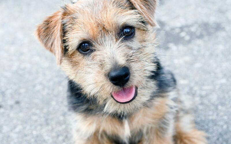 Norfolk Terrier Puppy For Sale