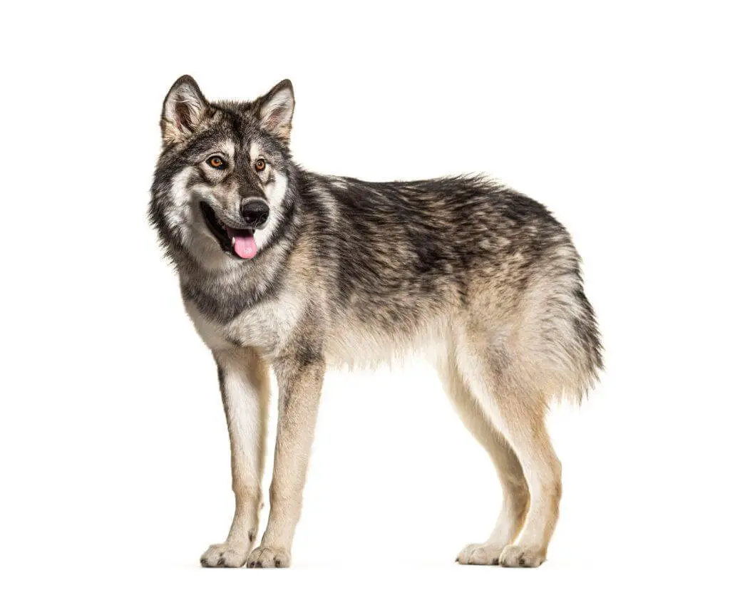 Northern Inuit Dogs For Sale