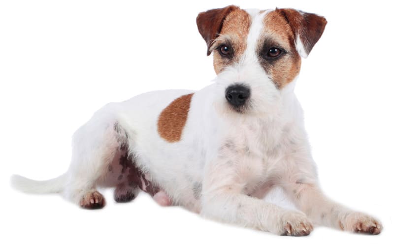 Parson Russell Terrier Puppies For Sale