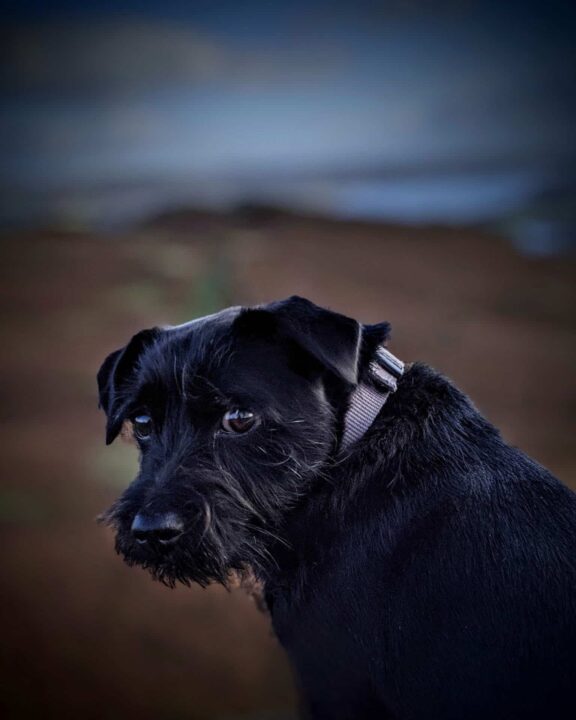 patterdale figurine