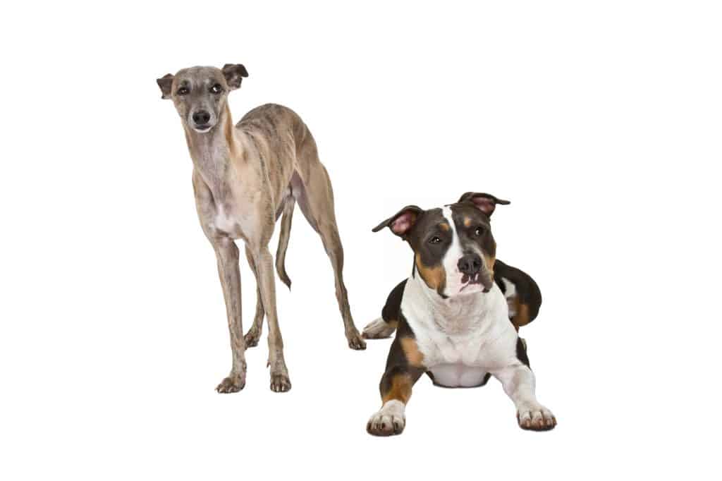 Pitbull And Whippet Together