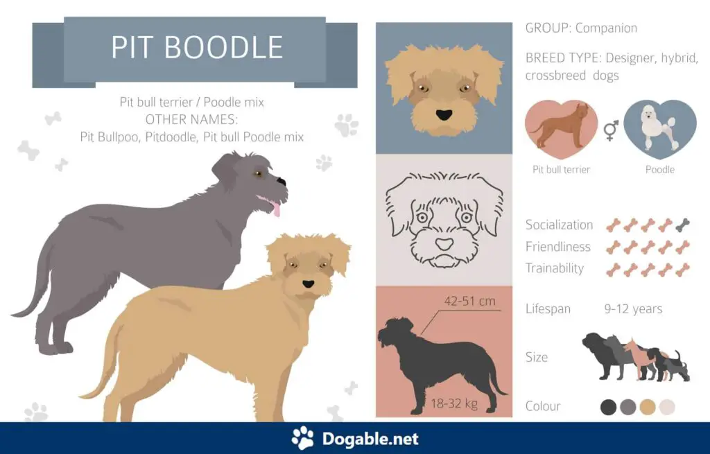 Pitbull Poodle Mix Infographic