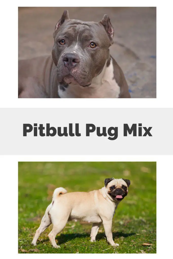Pitbull Pug Mix Pin