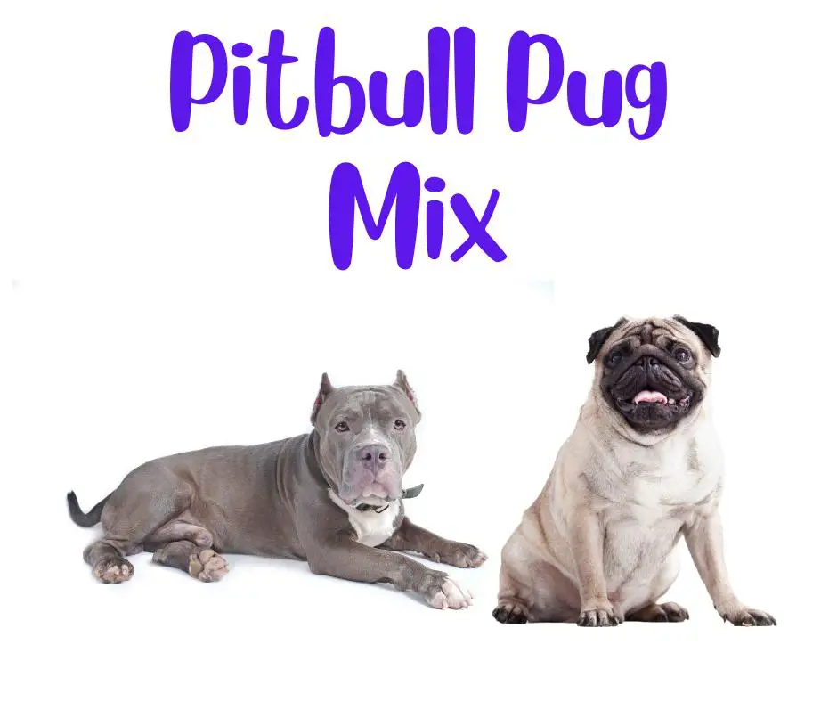 Pitbull Pug Mix