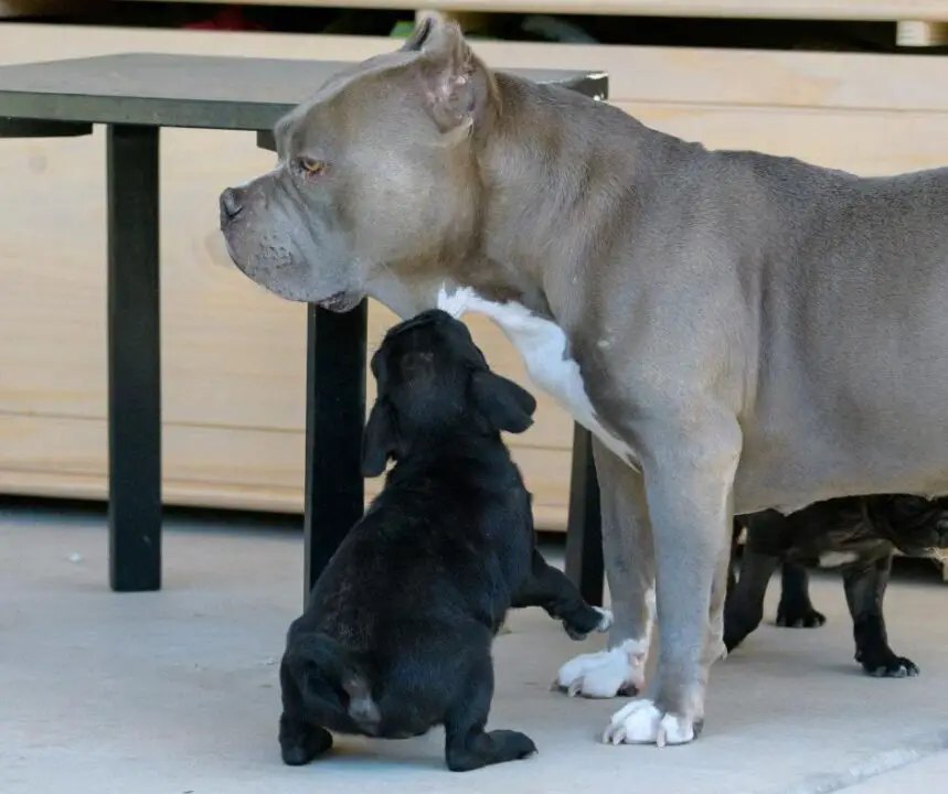 Pitbull With Pug Puppy