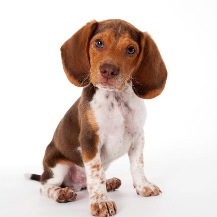 Pocket Beagle Puppy For Sale