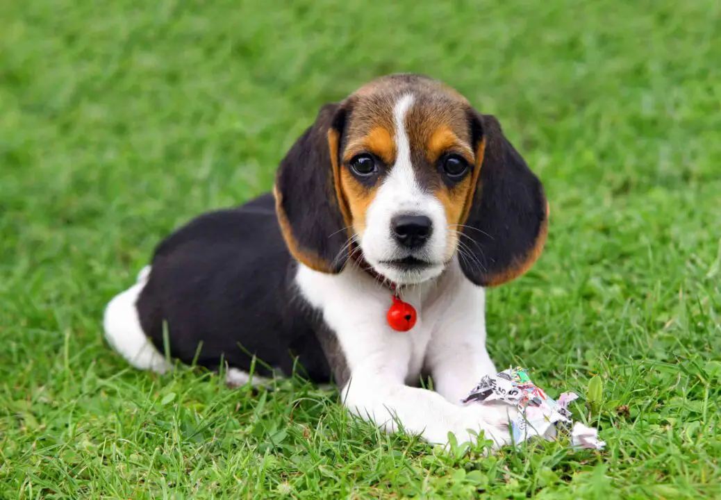 Pocket Beagle Puppy