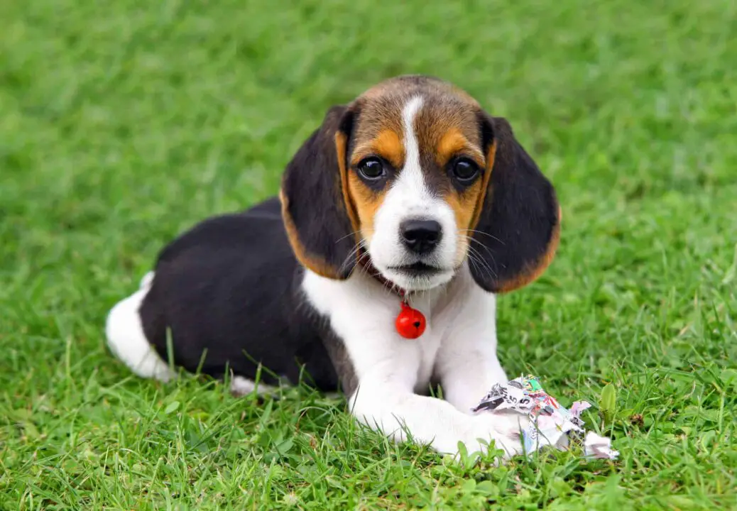 english beagle puppies