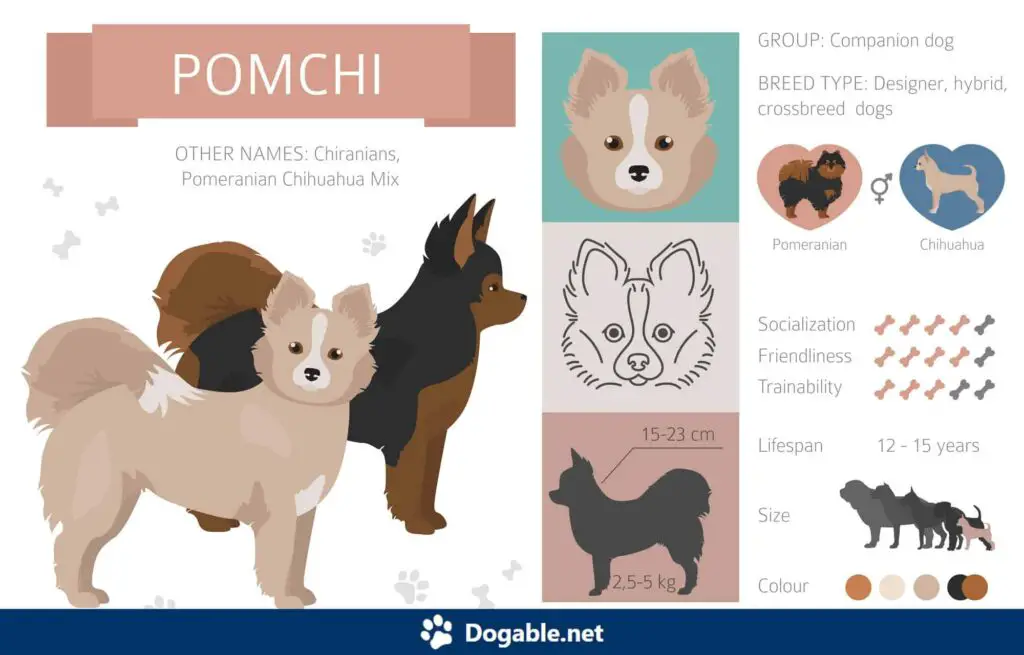 Pomchi Infographic