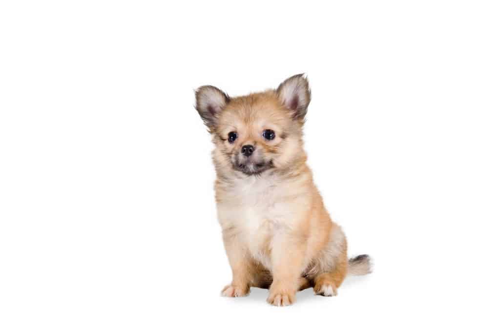 Pomeranian Chihuahua Mix Puppy