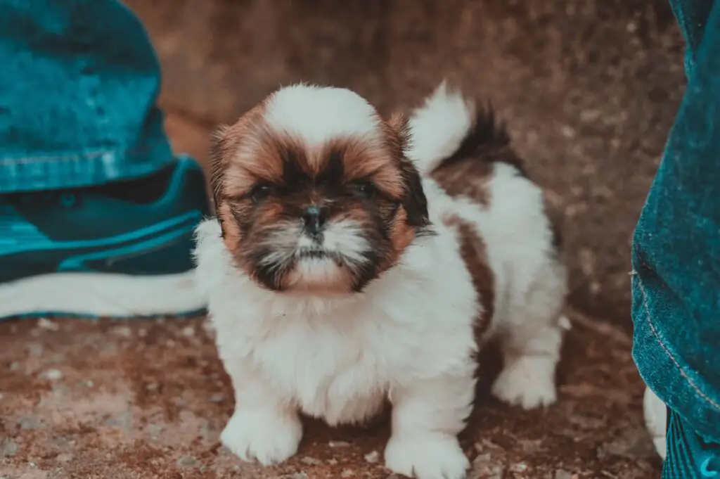 Pomeranian Shih Tzu Mix Puppy