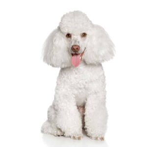 Where to Find Poodle Puppies for Sale