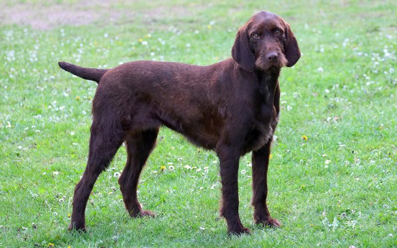 Pudelpointer Puppies For Sale