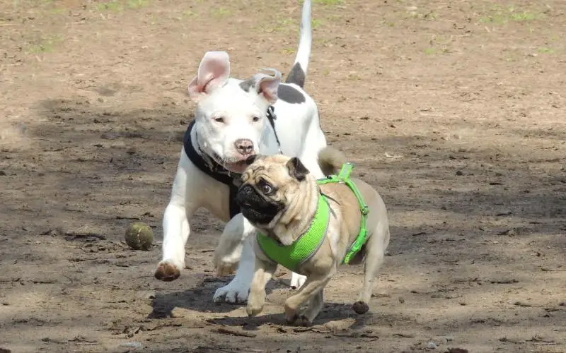 Pug And Pitbull