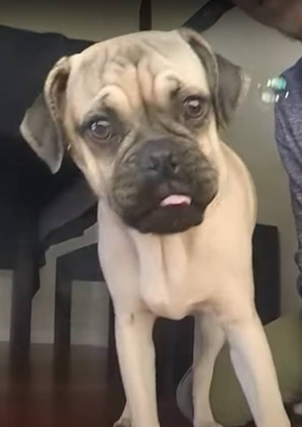 How Big Do Pug Boxer Mixes Get