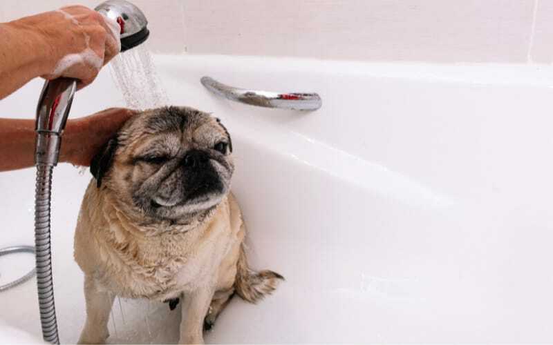 Pug Getting A Bath